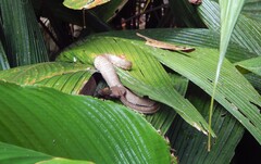 Bothriechis schlegelii