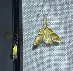 Crocanthes prasinopis