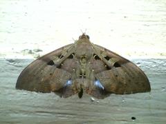Ischyja