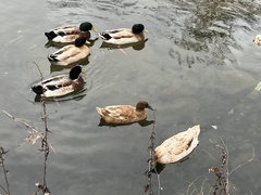 Anas platyrhynchos domesticus