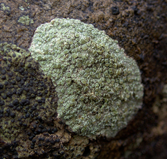 Lecanora