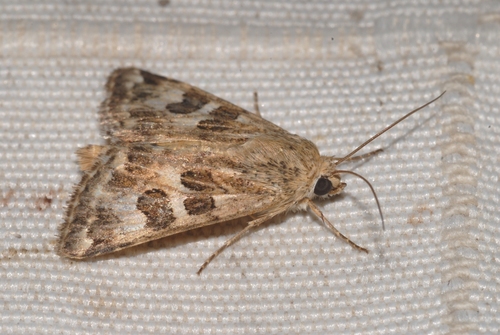 Protoschinia scutosa