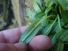 Rumex neglectus