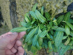 Rumex neglectus