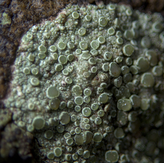 Lecanora