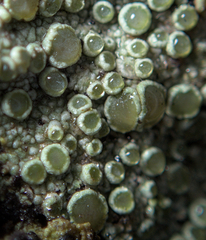Lecanora