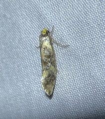 Monopis chrysogramma