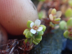 Crassula moschata