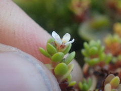 Crassula moschata