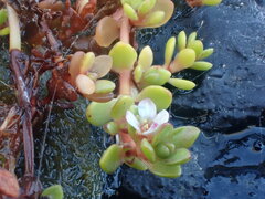 Crassula moschata