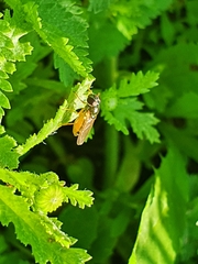 Melanostoma mellinum