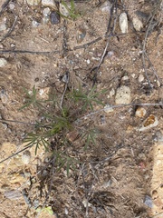 Lupinus sparsiflorus
