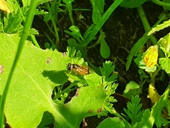 Melanostoma mellinum