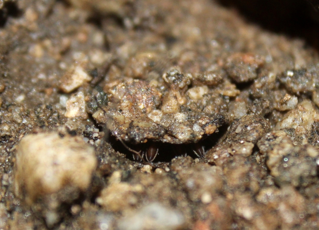 Aptostichus in January 2023 by Boaz Benaiah Solorio · iNaturalist