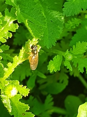 Melanostoma mellinum