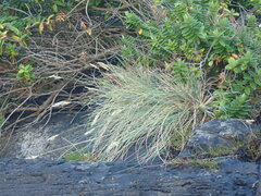 Poa astonii
