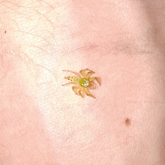 Acragas trimaculatus