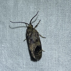 Pycnocera hypoxantha