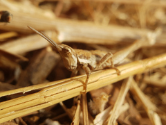 Pyrgomorphidae