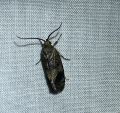 Pycnocera hypoxantha