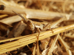 Pyrgomorphidae