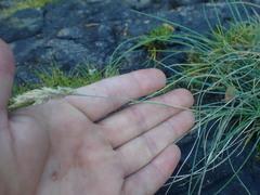 Poa astonii