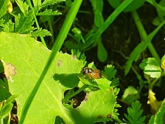 Melanostoma mellinum