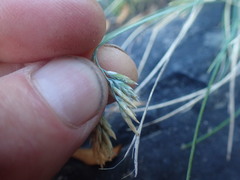 Poa astonii