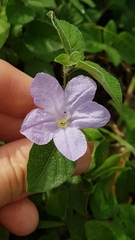 Ruellia prostrata