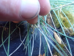 Poa astonii