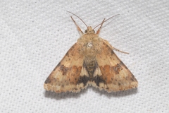 Heliothis viriplaca