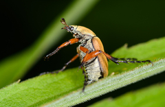 Macrodactylus subspinosus