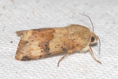 Heliothis viriplaca