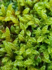 Hypnum cupressiforme lacunosum