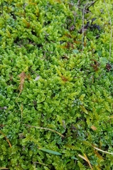 Hypnum cupressiforme lacunosum