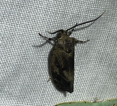 Pycnocera hypoxantha