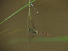 Anax concolor