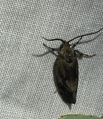 Pycnocera hypoxantha