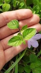 Ruellia prostrata