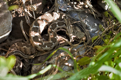 Montivipera xanthina