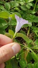 Ruellia prostrata