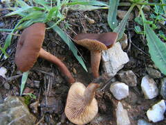 Lactarius serifluus