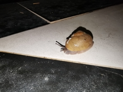 Zachrysia provisoria