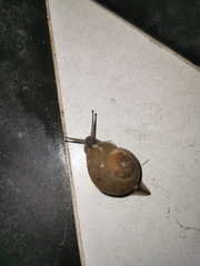 Zachrysia provisoria