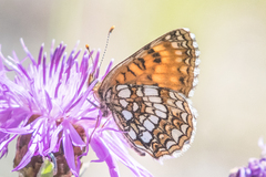 Melitaea aurelia