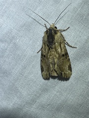 Antithemerastis acrobela