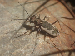 Neocicindela latecincta