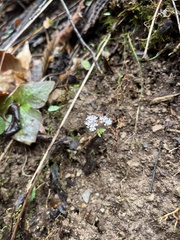 Erigenia bulbosa