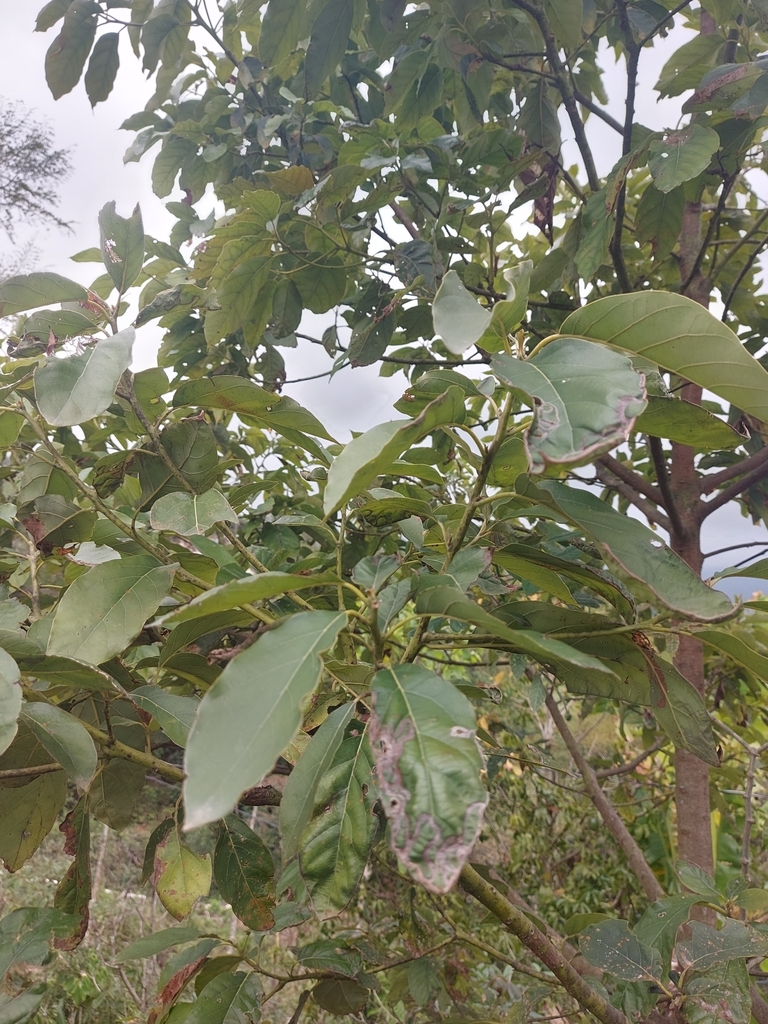 Avocado from 98R8+6H3, Atahualpa, Ecuador on January 13, 2023 at 04:27 ...