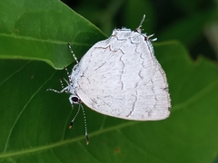 Symbiopsis lenitas